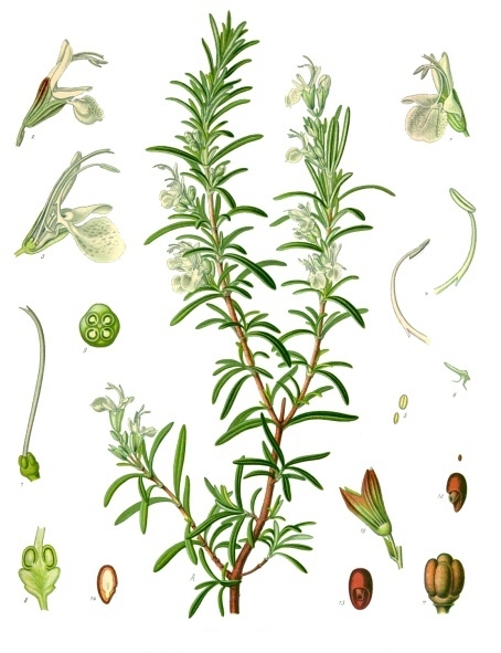Rosemary